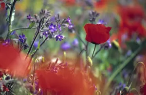 Poppy field near Lioux Provence France