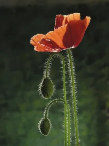 Poppy flower with buds on green background