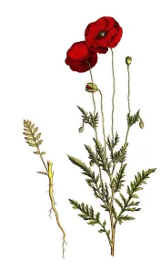 Poppy flowers (Papaver rhoeas)
