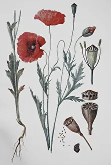 Poppy flowers (papaver rhoeas)