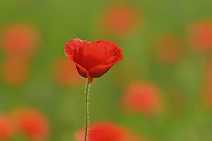 Poppy flowers (Papaver rhoeas)