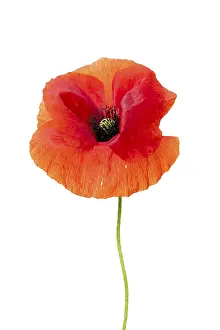Poppy flowers (Papaver rhoeas)