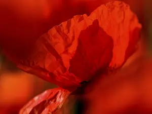 Poppy flowers (Papaver rhoeas)