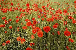 Poppy flowers (Papaver rhoeas)