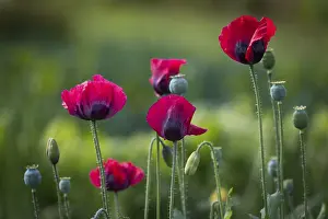 Poppy flowers (Papaver rhoeas), Finland