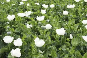 Poppy flowers plantation, Neemuch