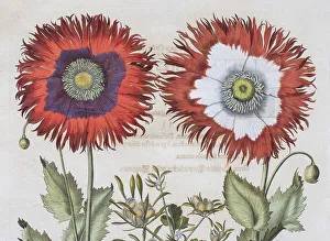 Poppy (Papaver), hand-coloured copper engraving by Basilius Besler