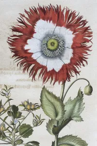 Poppy (Papaver), hand-coloured copper engraving by Basilius Besler