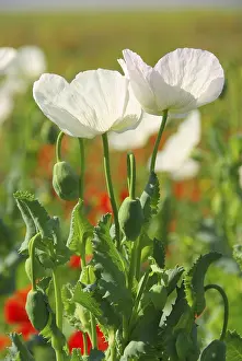 Poppy, poppy