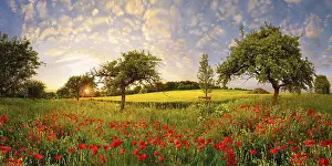 Poppyflower meadow with fruit trees and clouds of sheep Sky at sunset