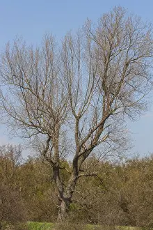Populus alba WEISSPAPPEL (populus alba)