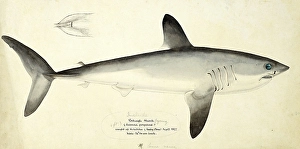 Porbeagle shark, Lamna nasus, porbeagle or porbeagle shark, fish, reproduction of an original, by Frank Edward Clarke (b. 1849, d. 1899), ichthyologist and scientific draughtsman