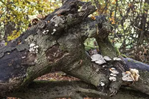 Porcelain fungi (Oudemansiella mucida) on dying hornbeam (Fagus sylvatica)