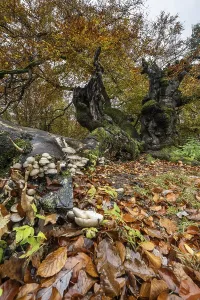 Porcelain fungi (Oudemansiella mucida) on dying hornbeam (Fagus sylvatica)