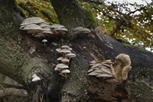 Porcelain fungi (Oudemansiella mucida) on dying hornbeam (Fagus sylvatica)