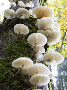 Porcelain fungus, (Oudemansiella mucida)