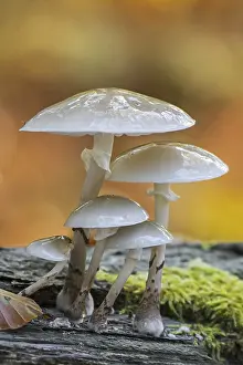 Porcelain fungus (Oudemansiella mucida) clusters of fungi