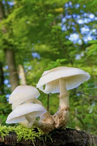 Porcelain fungus (Oudemansiella mucida) on a mossed beech trunk