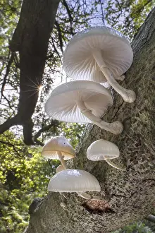 Porcelain fungus (Oudemansiella mucida) mushrooms growing on fallen tree trunk in forest in autumn