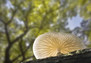Porcelain fungus (Oudemansiella mucida) mushrooms growing on fallen tree trunk in forest in autumn
