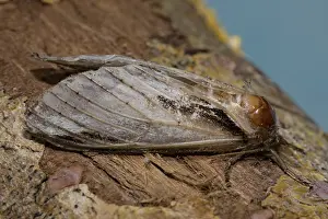 Porcelain moth (Pheosia tremula)