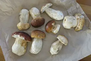 Porcini mushrooms (Boletus), fresh