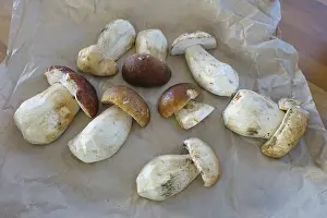 Porcini mushrooms (Boletus), fresh