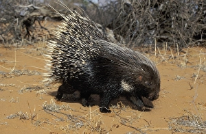 Porcupine (Hystrix africaeaustralis)