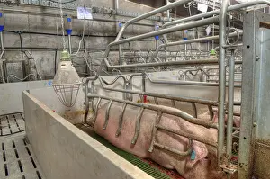 Pork plant with very large pigs in special stalls