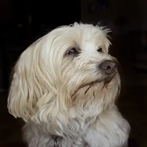 Portrait of a 10 year old Havanese bitch