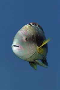 Portrait, Abudjubbe's damselfish (Cheilinus abudjubbe)