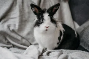 Portrait adorable rabbit