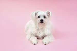 Portrait of adorable white fluffy dog posing on studio isolated on pink background