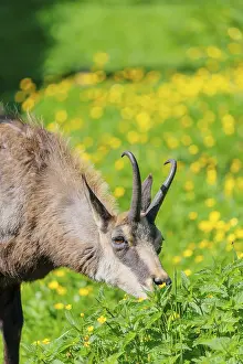 Portrait of an adult chamois (Rupicapra rupicapra) grazing on a flowering meadow