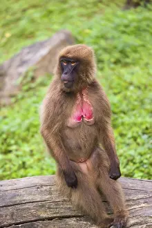 Portrait of an adult female Gelada (Theropithecus gelada)