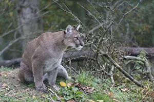 Portrait of an adult male cougar between branches of a tree with greenish background