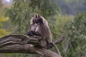 Portrait of an adult male Gelada (Theropithecus gelada)