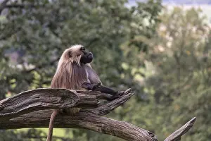 Portrait of an adult male Gelada (Theropithecus gelada)