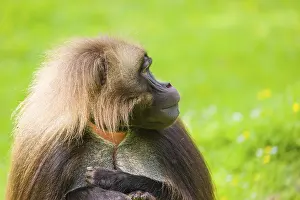 Portrait of an adult male Gelada (Theropithecus gelada)