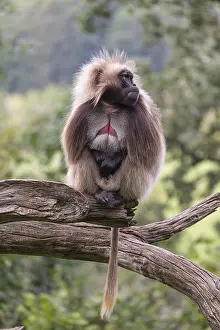 Portrait of an adult male Gelada (Theropithecus gelada)