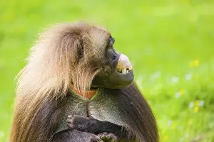 Portrait of an adult male Gelada (Theropithecus gelada)