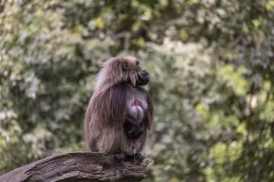 Portrait of an adult male Gelada (Theropithecus gelada)
