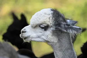 Portrait of an alpaca