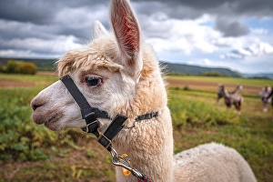 Portrait of an alpaca (Vicugna pacos) during an alpaca hike