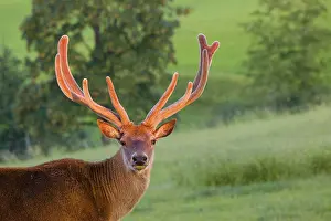 Portrait of an Altai maral stag