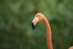 Portrait of an American flamingo (Phoenicopterus ruber)