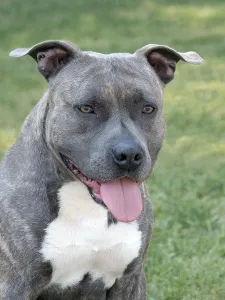 Portrait of American Staffordshire Terrier in the public park