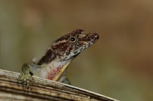 Portrait of an anole (Norops capito)