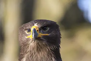 Portrait of Aquila nipalensis, steppe eagle