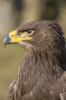 Portrait of Aquila nipalensis, steppe eagle